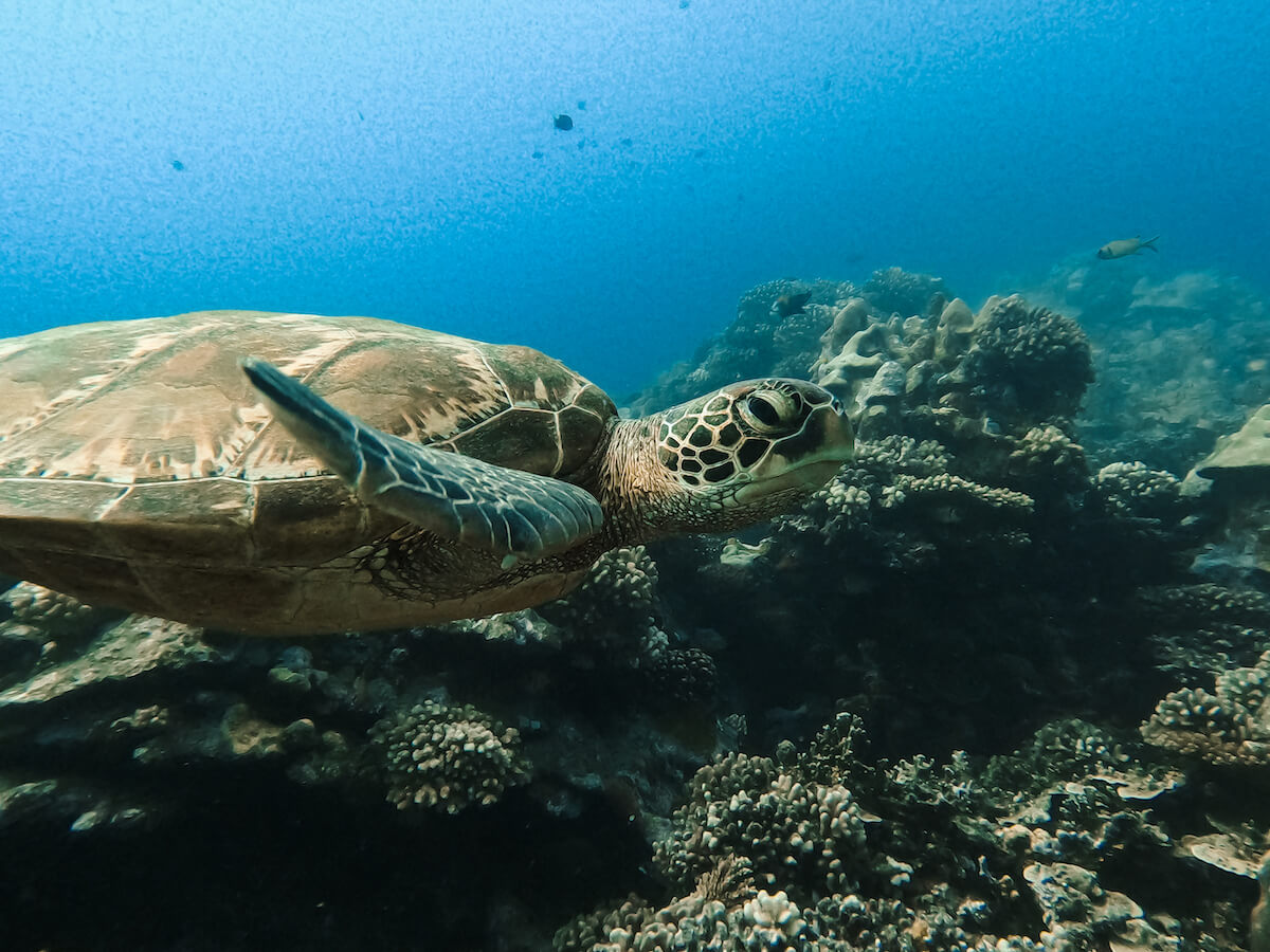 Snorkeling Tour