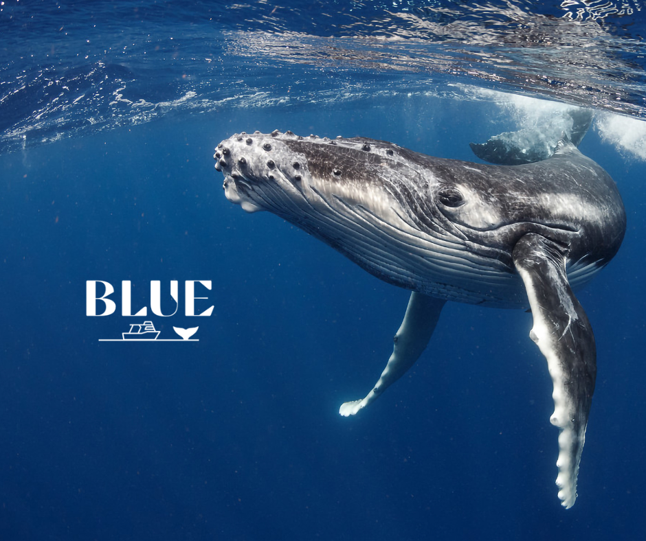 EXCURSIONS BALEINES